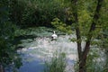 Swan on the Wuhle River. Biesdorf, Berlin, Germany Royalty Free Stock Photo