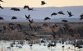 Waterfowl Silhouettes Flying Over Wetlands