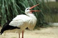 Waterfowl of Southern Spain