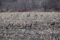 Waterfowl in migration in southern Quebec