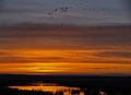 Waterfowl Sunrise Royalty Free Stock Photo