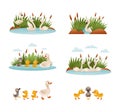 Waterfowl swimming in pond set. Ugly duckling fairy tale scenes. Lonely duckling finding new family cartoon vector Royalty Free Stock Photo