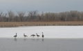 Waterfowl on thawing lake