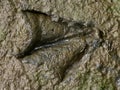 Waterfowl Track in Mud