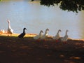 Waterfowl Royalty Free Stock Photo