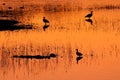 Waterfowl in water at sunrise