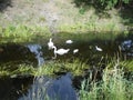 Swan family: two white swans with gray baby swans on the shallow Wuhle River in July. Berlin, Germany Royalty Free Stock Photo