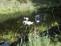 White swan with gray baby swans on the shallow Wuhle River in July. Berlin, Germany Royalty Free Stock Photo