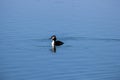 Waterfowl wild bird Royalty Free Stock Photo