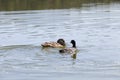 waterfowl wild birds ducks in the wild Royalty Free Stock Photo