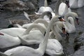 Waterfowl in winter. Swans and ducks in a city park on the lake Royalty Free Stock Photo