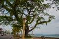 Waterfront with beautiful trees in cloudy weather. Dumaguete, Philippines