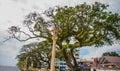 Waterfront with beautiful trees in cloudy weather. Dumaguete, Philippines