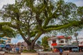 Waterfront with beautiful trees in cloudy weather. Dumaguete, Philippines