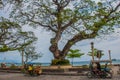 Waterfront with beautiful trees in cloudy weather. Dumaguete, Philippines