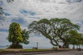 Waterfront with beautiful trees in cloudy weather. Dumaguete, Philippines