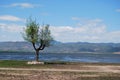 Waterfront Tree