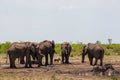 At The Waterhole: Elephant, Zebra and Warthog 14870 Royalty Free Stock Photo