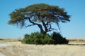 Waterhole in Etosha #2