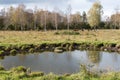 Waterhole in front of a herd of cattle