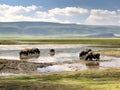 Ai Generated illustration Wildlife Concept of Waterhole ngorongoro