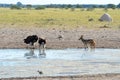 Waterhole in Nxai pan,Botswana Royalty Free Stock Photo