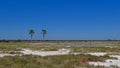 Waterhole with two high makalani palms (hyphaene petersiana) and plains zebras in Etosha National Park, Namibia, Africa. Royalty Free Stock Photo