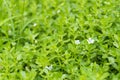 Waterhyssop Bacopa monnieri green plant Royalty Free Stock Photo