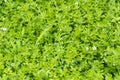 Waterhyssop Bacopa monnieri green plant Royalty Free Stock Photo