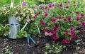 Waterin can, working tool and petunia sprouts in the garden