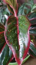 Watering aglonema plant