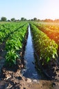 Watering of agricultural crops, countryside, irrigation, natural Royalty Free Stock Photo