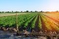 Watering of agricultural crops, countryside, irrigation, natural Royalty Free Stock Photo