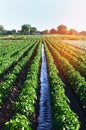 Watering of agricultural crops, countryside, irrigation, natural watering, village green Royalty Free Stock Photo