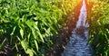 Watering of agricultural crops, countryside, irrigation, natural Royalty Free Stock Photo