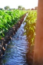 Watering of agricultural crops, countryside, irrigation, natural Royalty Free Stock Photo