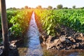 Watering of agricultural crops, countryside, irrigation, natural watering, village green Royalty Free Stock Photo