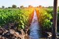 Watering of agricultural crops, countryside, irrigation, natural Royalty Free Stock Photo