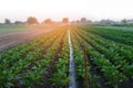 Watering of agricultural crops, countryside, irrigation, natural watering, village green Royalty Free Stock Photo