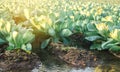 Watering of agricultural crops, countryside, natural watering, village, irrigation. cabbage plantations grow in the field. vegetab Royalty Free Stock Photo