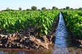 Watering of agricultural crops, countryside. natural watering Royalty Free Stock Photo