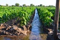 Watering of agricultural crops, countryside natural watering Royalty Free Stock Photo