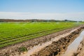 Watering agricultural field with young plants. Irrigation system in function. Royalty Free Stock Photo