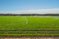 Watering agricultural field with young plants. Irrigation system in function. Royalty Free Stock Photo