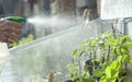 Watering the young seedling of tomato plant veggies. Plant care in the garden  all plants growing in recycled pots in DIY homemade Royalty Free Stock Photo