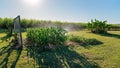 Watering A Backyard Crop Of Corn With A Sprinkler Royalty Free Stock Photo