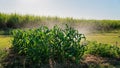 Watering A Backyard Crop Of Corn With A Sprinkler Royalty Free Stock Photo