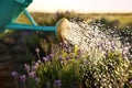 Watering blooming lavender flowers in field