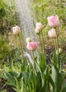 Watering blooming tulips Royalty Free Stock Photo