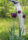 Watering blooming tulips Royalty Free Stock Photo